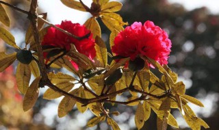 托布津能防止哪些病害（托布津的使用方法）