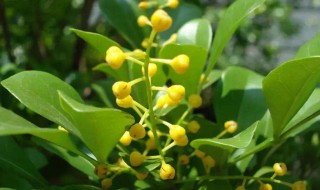 米兰适合在室内养吗 米兰适合在室内养吗视频