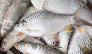 草鱼会自己繁殖吗（草鱼会自己产卵吗）