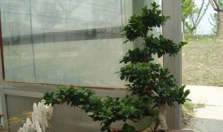 办公室应该放什么盆景（办公室应该放什么盆景植物）