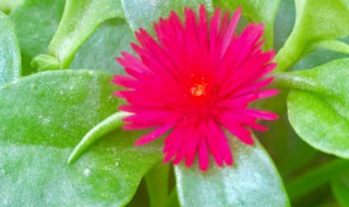 心叶日中花怎么养 心叶日中花怎么养浇水