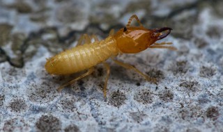 白蚁最怕什么（白蚁最怕什么东西）