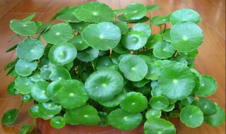 铜钱草放在什么位置好（铜钱草放在什么位置好养活）