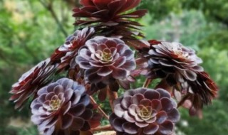 为什么有人养花养不活 为什么有的人什么花都养不活