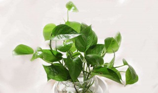 办公室适合养什么样的水养花(办公室适合养什么样的水养花盆)