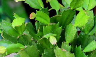 蟹爪兰的嫁接养殖方法（蟹爪兰的嫁接养殖方法和技术）