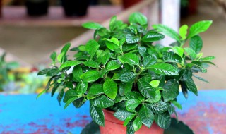 夏天养栀子花怎么养啊 夏天如何养栀子花