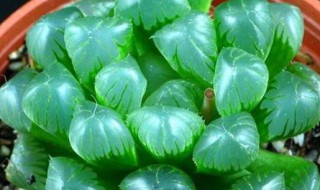 玉露的养殖方法和注意事项如何换土（玉露怎么养活）