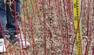 红瑞木怎么养(红瑞木怎么养护)