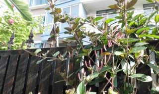 无花果春天怎么修剪（无花果春天怎么修剪枝条）