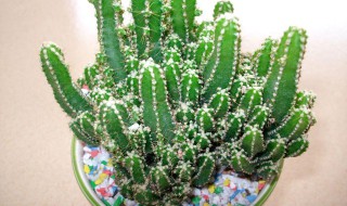 肉肉万重山的养殖方法 多肉万重山的养殖方法和注意事项