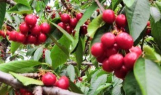 红玉珠珊瑚怎么养 红玉珠珊瑚怎么养殖