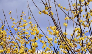 蜡梅花在什么时候开（蜡梅花在什么时候开放）