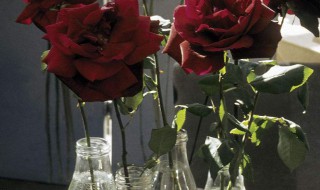 玫瑰花拿回来插在水里怎么养 玫瑰花插在水里怎么养活