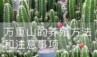 花卉万重山养殖方法（花卉万重山养殖方法和技术）