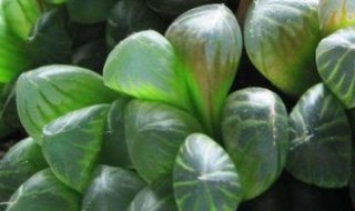 十二卷玉露的养殖方法和注意事项 十二卷玉露有哪些品种