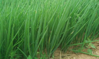 香葱和大葱有什么区别（香葱和大葱有什么区别和功效）