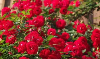 春季爬藤月季怎么养 爬藤月季春天什么时候开花