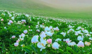 芍药花适合在南方生长吗（芍药花适合在南方生长吗视频）