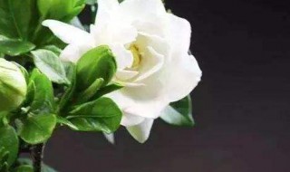 开花的树有哪些（春天开花的树有哪些）