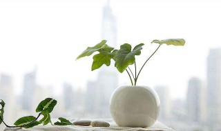 水培植物用什么肥料（水草用什么肥料）