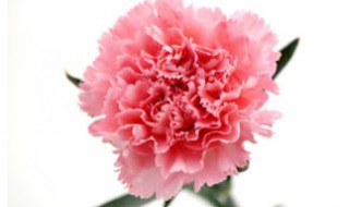 康乃馨冬季的养殖方法和注意事项 康乃馨冬季怎么养殖方法