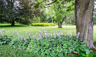 适合庭院种植的矮花树（合适庭院种的低矮花树）