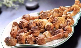 枸杞松茸泡酒的功效与作用 松茸枸杞大枣一起泡酒的功效