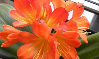 君子兰有种子吗(君子兰有种子吗图片)