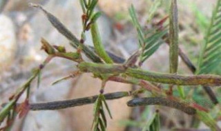 生决明的功效与作用禁忌（生决明子功效作用）