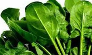 孕妇吃波菜的功效与作用（孕妇吃波菜的好处）