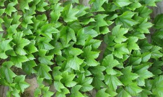 耐寒耐热的爬墙植物（耐寒耐热的爬墙植物图片）