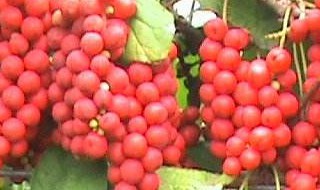 咸五味子功效与作用(五味咸味)