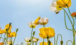 虞美人愁的什么意思 虞美人中愁包含的具体内容