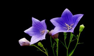 桔梗的药用及功效与作用 桔梗的药用及功效与作用及禁忌