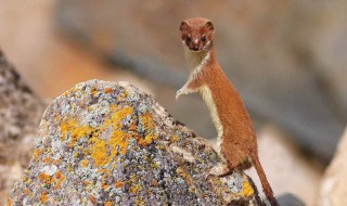 黄鼠狼进家是吉是凶 黄鼠狼真的会报复人吗