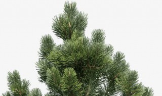 松树和柏树是一种树吗 柏树图片