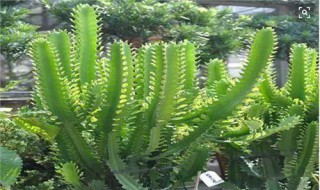 三棱箭的扦插方法（三棱箭扦插方法和注意事项）