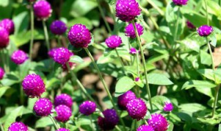 千日红的播种方法 千日红如何播种