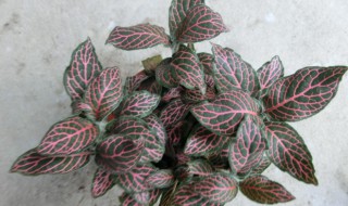 红天使怎么养 红天使盆栽