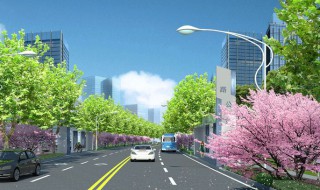 城市道路绿化树木种类（城市道路绿化树种的选择）
