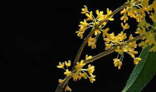 桂花种子能不能吃 桂花种子能不能吃呀