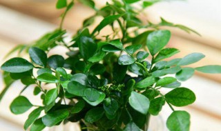 栀子花水培转土培（栀子花水培转土培视频）