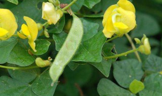 毛野扁豆可以吃吗（野扁豆能吃吗）