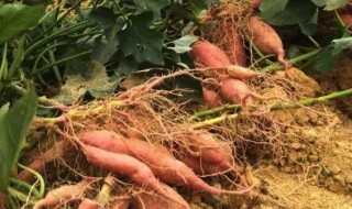 蕃著发霉还可以吃吗（发霉的番薯还可以吃吗）