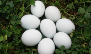 宫寒可以吃鹅蛋吗 宫寒可以吃鹅蛋吗女性