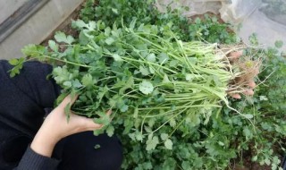 香菜二月三月可以吃吗 三月份的香菜能吃吗