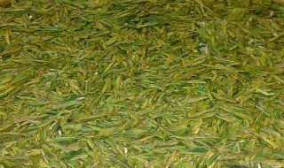 粗茶叶怎么做(粗茶叶怎么做奶茶)