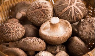 萝卜和香菇可以一起吃吗（萝卜和菠菜可以一起吃吗）