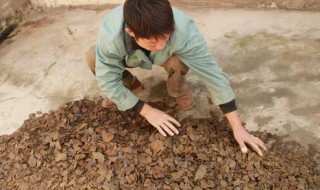 菜籽饼怎么做钓鱼 菜籽饼怎么做钓鱼饵料